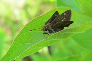 Crossline Skipper female